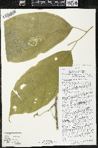 Matisia ochrocalyx image