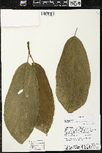 Matisia ochrocalyx image