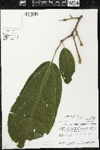 Matisia ochrocalyx image