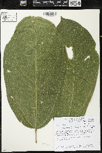Matisia ochrocalyx image