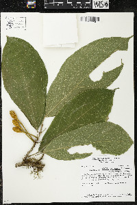 Matisia ochrocalyx image