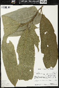 Matisia ochrocalyx image