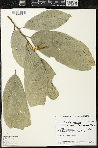 Matisia ochrocalyx image