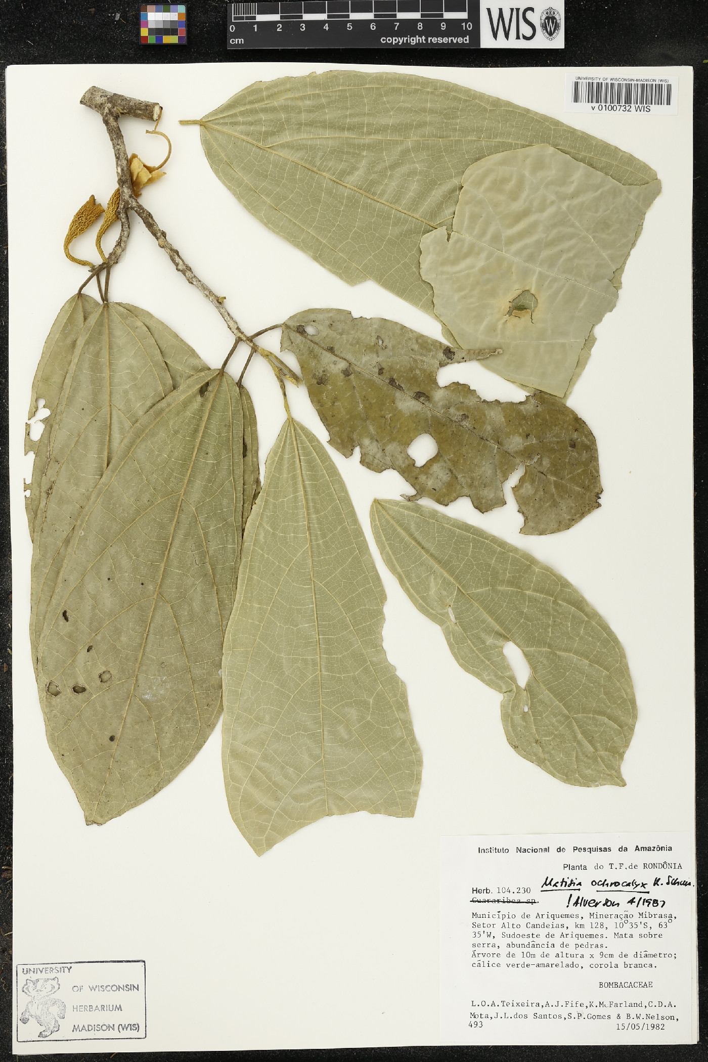 Matisia ochrocalyx image