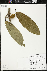 Matisia ochrocalyx image