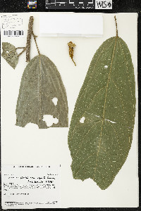 Matisia ochrocalyx image