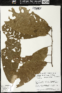 Matisia ochrocalyx image