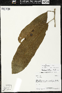 Matisia ochrocalyx image