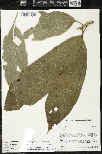 Matisia ochrocalyx image
