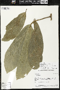 Matisia ochrocalyx image