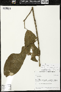 Matisia ochrocalyx image