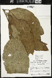 Matisia ochrocalyx image