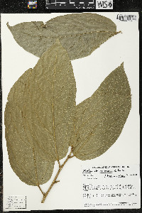 Matisia ochrocalyx image