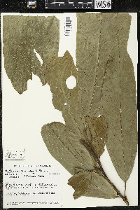Matisia ochrocalyx image