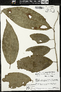 Matisia ochrocalyx image