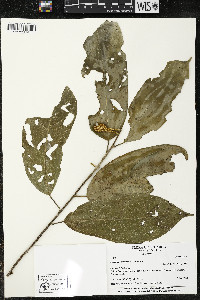 Matisia ochrocalyx image