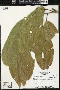 Matisia ochrocalyx image