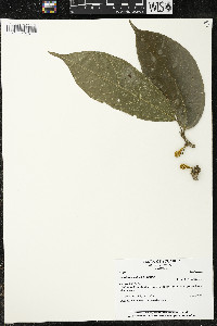 Matisia ochrocalyx image