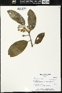 Matisia ochrocalyx image