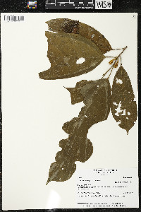 Matisia ochrocalyx image