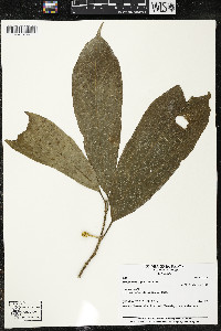 Matisia ochrocalyx image