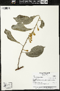 Matisia ochrocalyx image