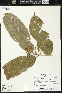 Matisia ochrocalyx image