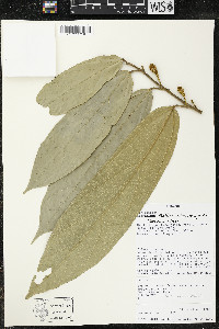 Matisia ochrocalyx image