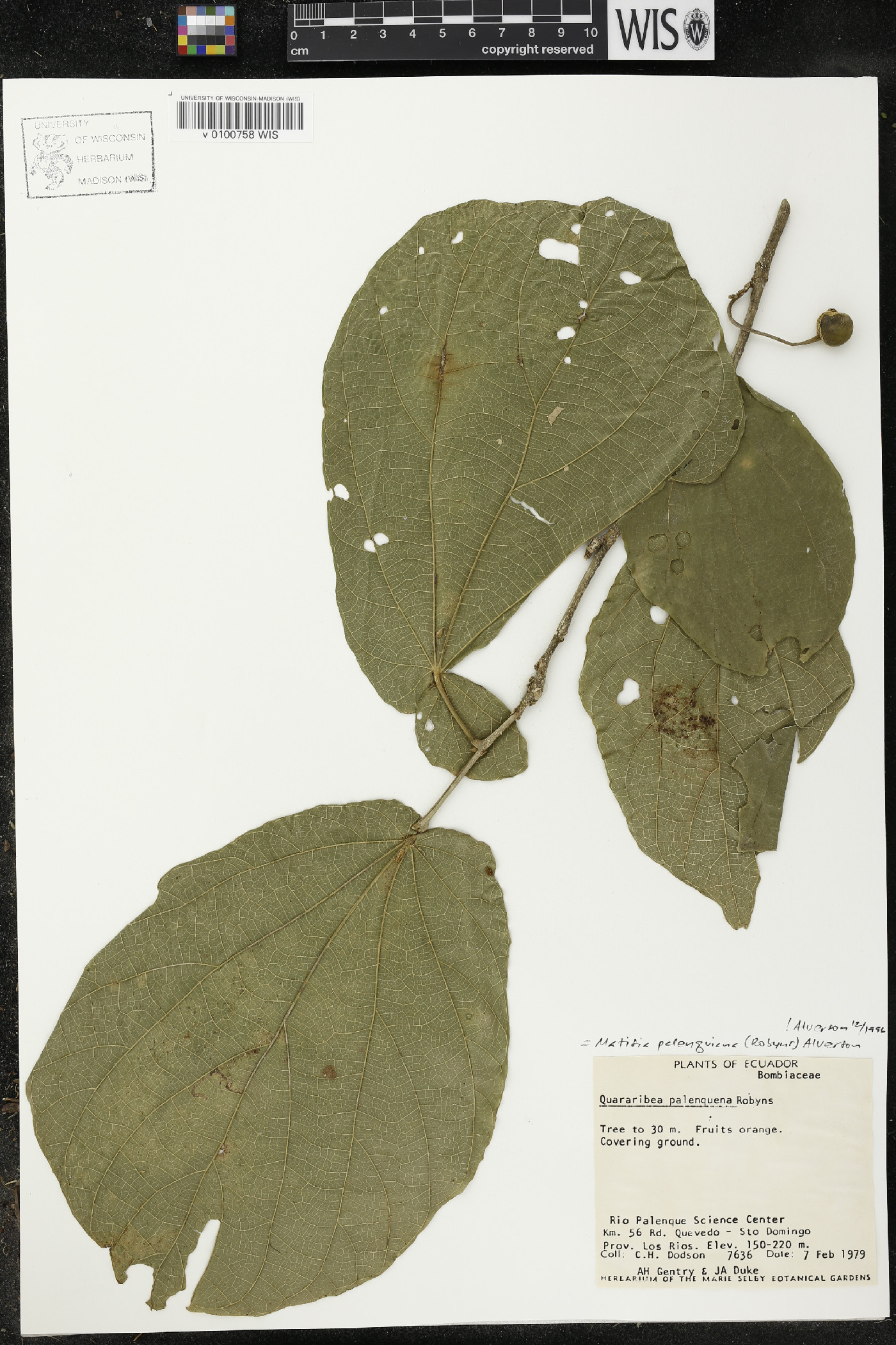 Matisia palenquiana image