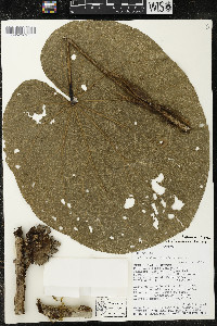 Matisia giacomettoi image