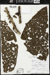 Matisia giacomettoi image