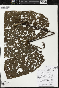 Matisia giacomettoi image