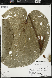 Matisia giacomettoi image