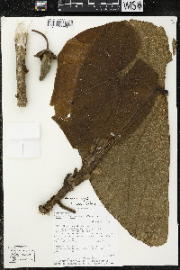 Matisia giacomettoi image