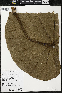 Matisia giacomettoi image