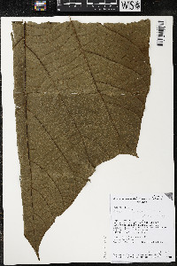 Matisia giacomettoi image