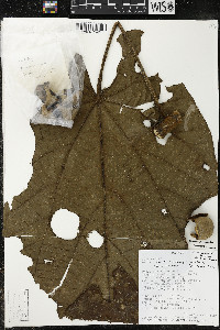 Matisia giacomettoi image