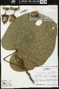 Matisia giacomettoi image