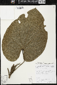 Matisia giacomettoi image