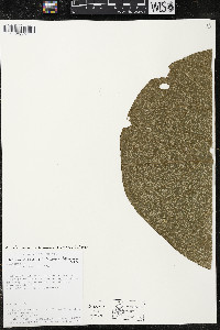 Matisia giacomettoi image