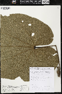 Matisia giacomettoi image