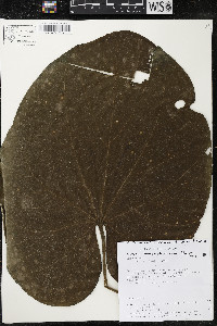 Matisia giacomettoi image