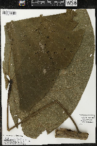 Matisia giacomettoi image