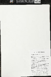 Matisia giacomettoi image