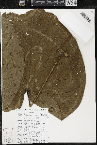 Matisia giacomettoi image