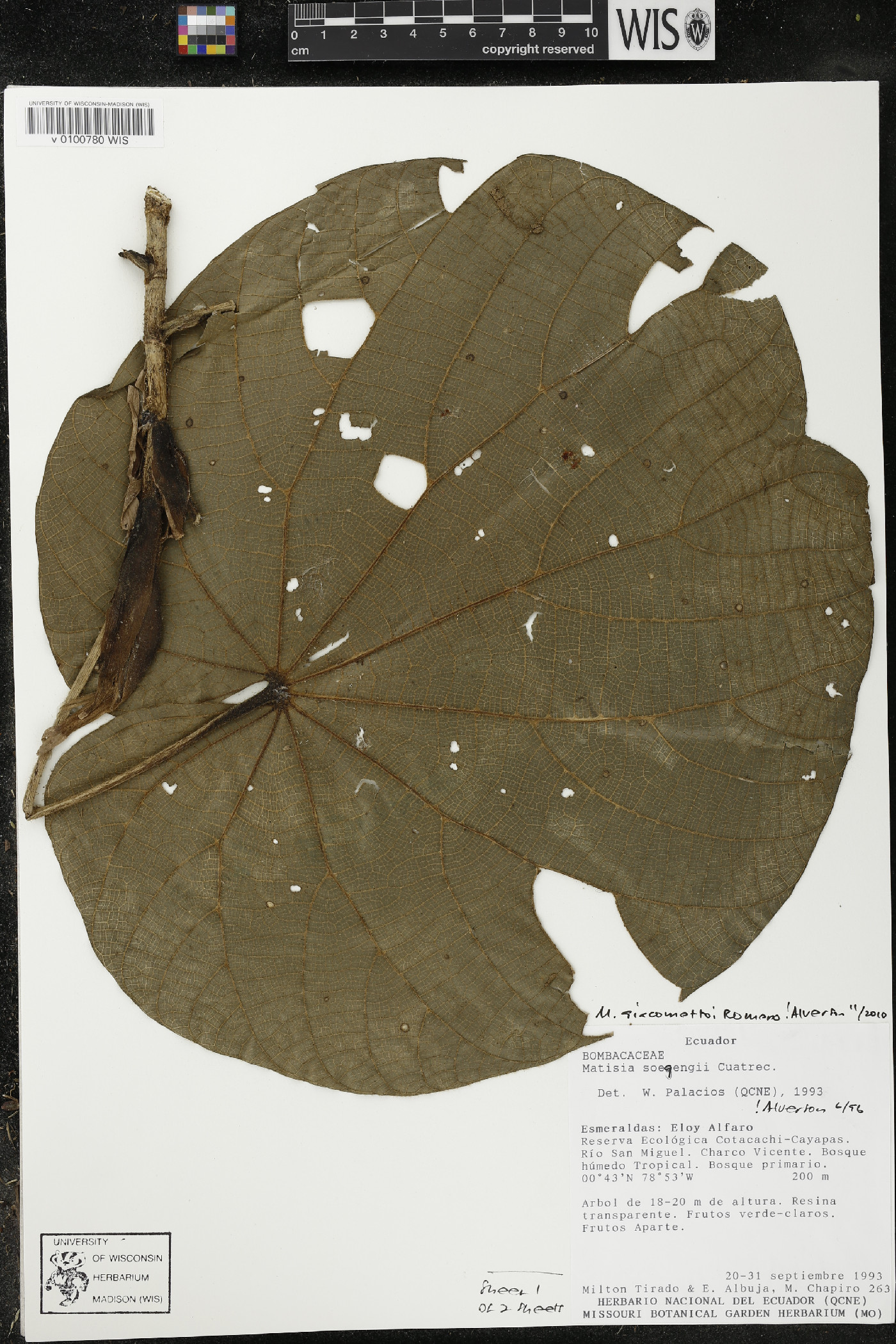 Matisia giacomettoi image