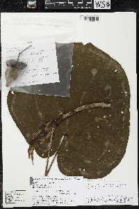 Matisia giacomettoi image