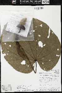 Matisia giacomettoi image