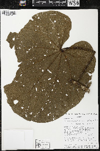 Matisia giacomettoi image