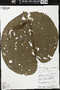 Matisia giacomettoi image